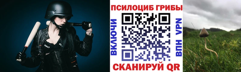 Псилоцибиновые грибы Cubensis  купить наркоту  Зеленокумск 